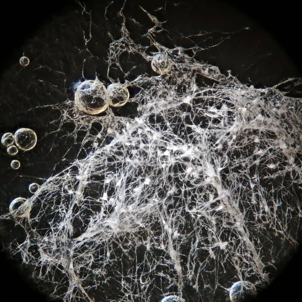 Λευκή Φόρμα Έντονα Μεγεθυμένη Κάτω Από Ανακλώμενο Μικροσκόπιο Φωτός Εικόνα Αρχείου