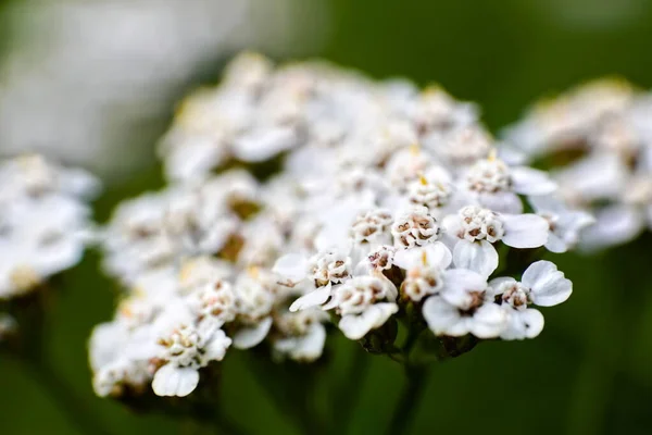 Tutup Yarrow Umum Achillea Millefolium Bunga Sebuah Tanaman Medis Alternatif Stok Gambar Bebas Royalti