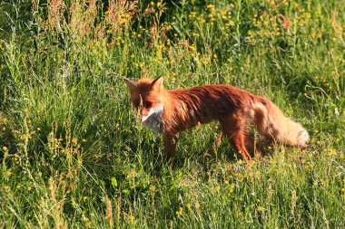 Kırmızı tilki (Vulpes vulpes) bir bitkiyi koklayan güneşli çayır üzerinde.
