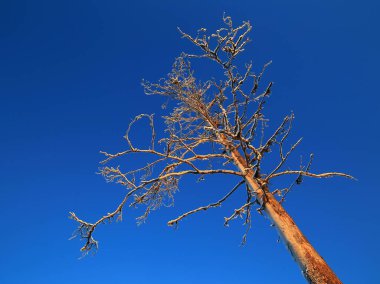 Koyu mavi gökyüzü ile ölü çam ağacı.