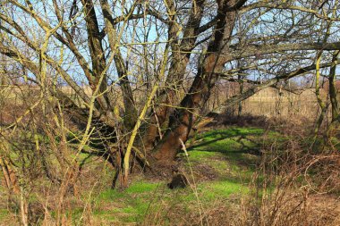 Baharda çıplak ağaç, her yerde taze otlar yetişiyor..