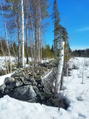 Ormanda sınır olarak kullanılan basit bir saha taşı yığını..