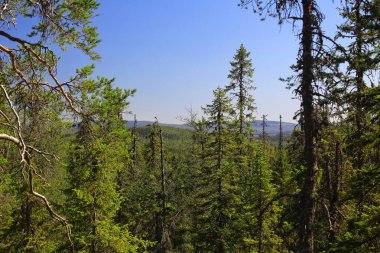 İsveç 'teki Bjornlandets Ulusal Parkı' nda sık ağaçlarla dolu gür bir orman..