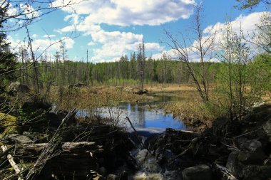 Orman akıntısı taşması - İsveç 'teki Bjornlandets Ulusal Parkı' nda sakin bir orman manzarası.