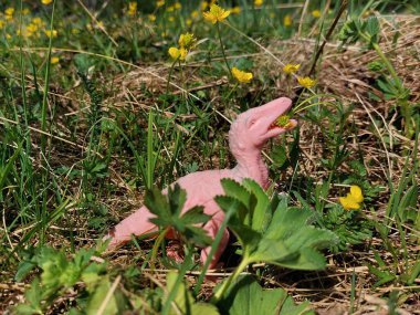 Pembe dinozor oyuncağı çimen tarlasında sarı çiçekleri yiyor.