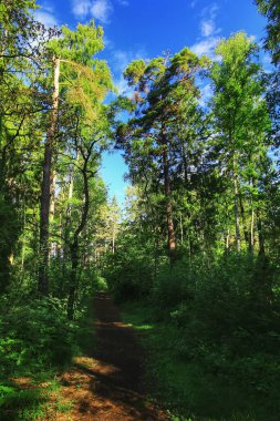 Orman yolu, uzun yeşil ağaçlar ve açık mavi gökyüzü güneşli bir günde.