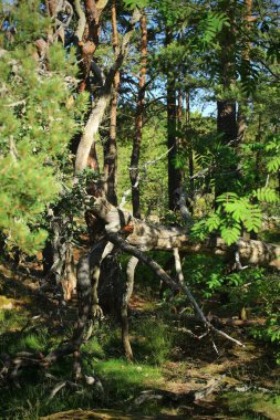 Dalları bükülmüş bir orman ve sakin bir ormanlık alanda gün ışığında ölü bir odun..