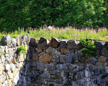 Epilobium angustifolium ile kaplanmış taş duvar ve güneşli bir yaz gününde tarihi bir harabe içinde yeşillik.