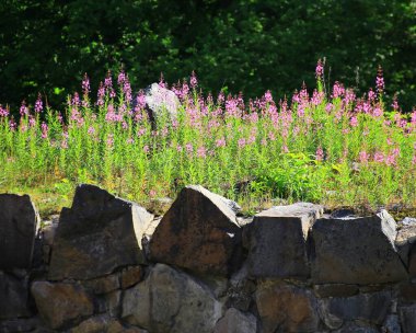 stone wall with overgrown by fireweed (Epilobium angustifolium) and greenery in a historic ruin on a sunny summer day. clipart