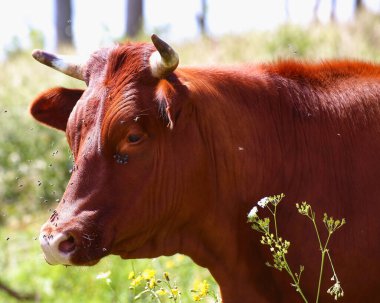 Çimen tarlasında yüzünde sinekler olan yakın plan kırmızı inek..