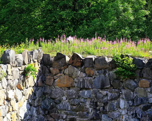 stock image stone wall with overgrown by fireweed (Epilobium angustifolium) and greenery in a historic ruin on a sunny summer day.