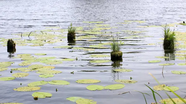 stock image Tree stumps and plants reflected in calm water with lily pads and reeds.