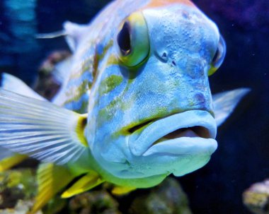 Sailfin snapper (Symphorichthys spilurus) canlı bir su altı ortamında yakın çekim.