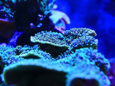 Okyanusların altında karmaşık mavi desenli mercan yakın plan, derin, canlı sular..