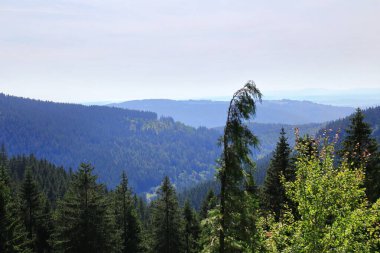 Thüringen ormanlarına bakan yoğun orman manzarası. Ağaçların katmanları ve uzak ufuk çizgileri..