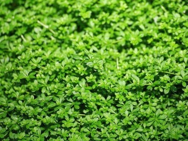 Yoğun ve canlı bir halı oluşturan yemyeşil yatak örtüsü (Galium saxatile).