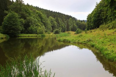 Thüringen 'deki orman nehri yemyeşil, yansıtan su ve sakin, el değmemiş doğal bir ortam..