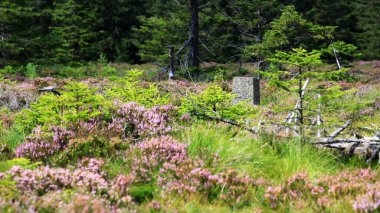 Bog at the Grosser Beerberg in Thuringia with a block marking a geodetic fixed point. clipart