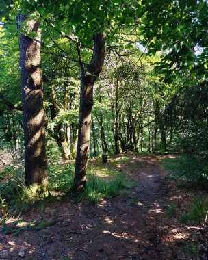 Almanya 'daki dağ ormanı. Ağaçların tepelerinde güneş ışığı parlıyor..