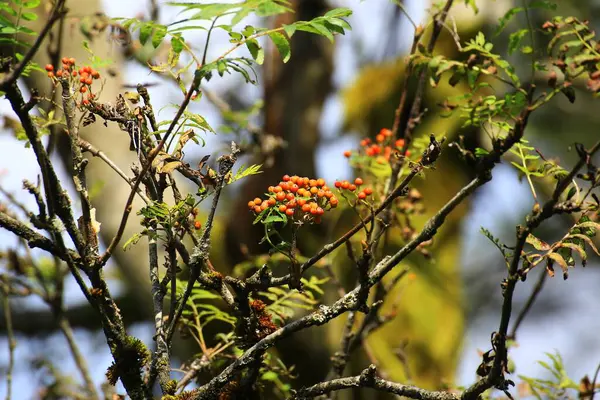 stock image Orange rowan berries on branches surrounded by green leaves with sunlight filtering through trees.