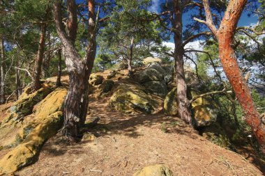 Kum taşı oluşumları ve kuru toprak arasında büyüyen eğimli çam ağaçları ile kayalık orman yamacı.