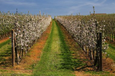 Açık bir bahar gökyüzünün altında çiçek açan elma ağaçları arasında dümdüz bir patika var..