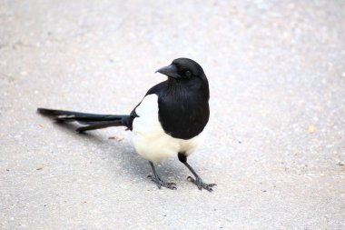 Black and white magpie standing alert on urban pavement in natural daylight setting.