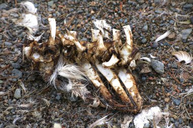 Tüylü ve omurgalı dağılmış hayvan kemikleri kayalık orman zemininde yatıyor..