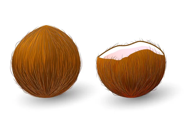 Ganze Anderthalb Kokosnüsse Realistische Vektorillustration Isoliert Auf Weißem Hintergrund — Stockvektor