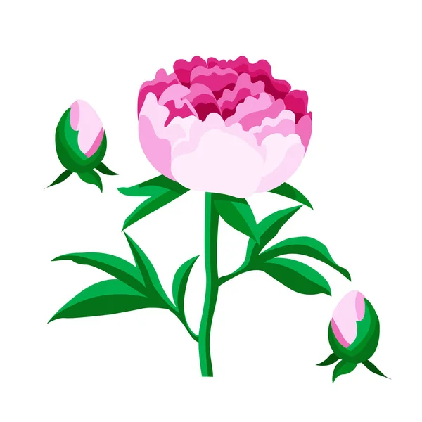 Conjunto Elementos Florales Con Elementos Peonías Dibujado Mano Vector Flora — Vector de stock