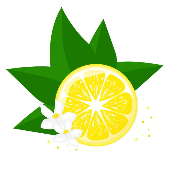 Limón Rebanado Con Hojas Verdes Flores Para Carteles Logotipos Etiquetas — Vector de stock