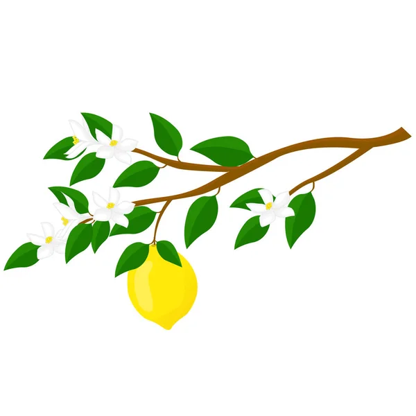 Ветвь Лимона Фруктами Цветами Плакатов Логотипов Этикеток Стикеров Дизайна Упаковки — стоковый вектор