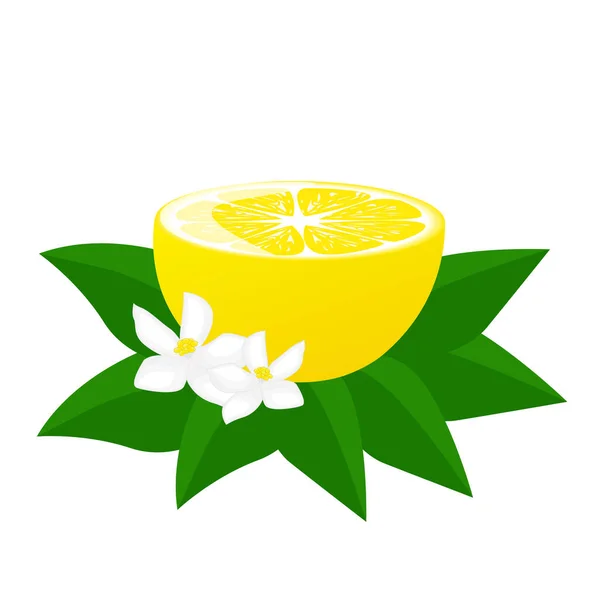 Mitad Limón Con Hojas Verdes Flores Limón Para Carteles Logotipos — Vector de stock
