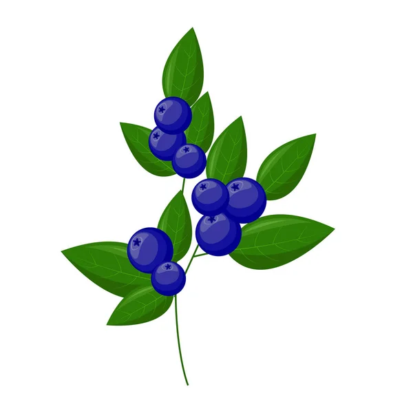 蓝莓枝 为了你的设计图案 纺织品等 夏天水果促进健康的生活方式 有机水果 卡通风格 矢量说明 — 图库矢量图片