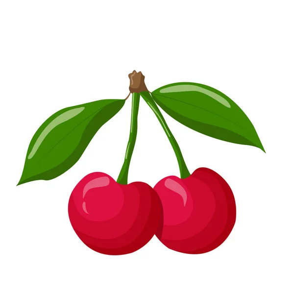 一束束樱桃被白色的背景隔开了 用于标签 印刷品或包装设计 矢量说明 — 图库矢量图片