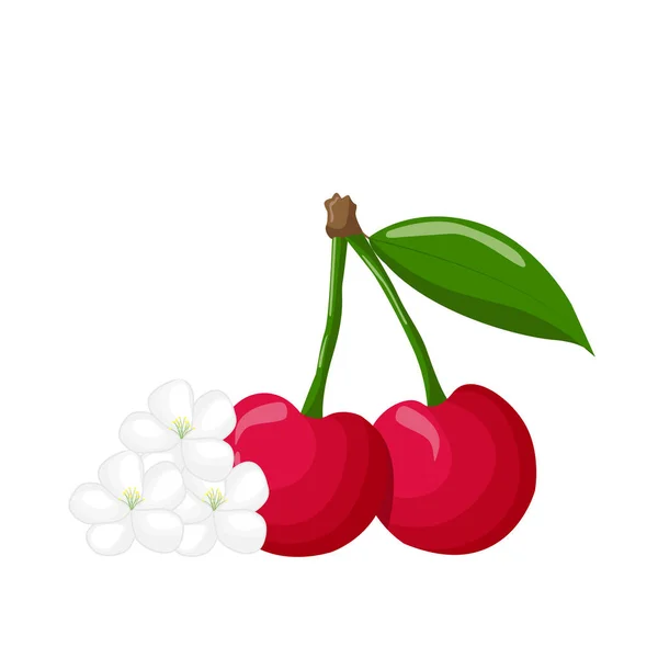 白い背景に桜の花が孤立しているチェリーベリー ベリーセット ラベル メニュー ポスター またはパッケージデザインの場合 ベクターイラスト — ストックベクタ