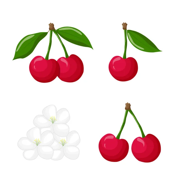 Třešňové Bobule Svazky Třešní Třešňové Květy Izolované Bílém Pozadí Berry — Stockový vektor