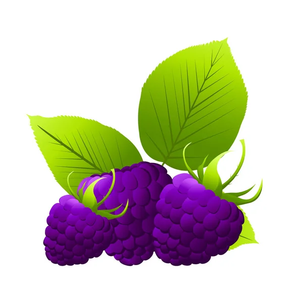 Blackberry Baies Sauvages Sur Fond Blanc Illustration Vectorielle — Image vectorielle