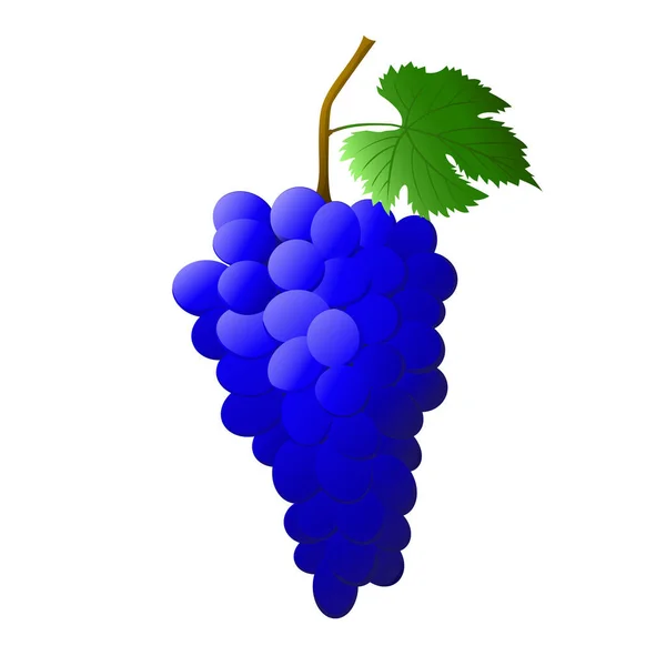 Голубой Гроздь Винограда Ягодами Листьями Изолированными Белом Фоне Природы Здоровой — стоковый вектор