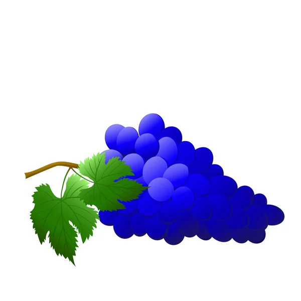 Beyaz Arka Planda Yalıtılmış Böğürtlen Yapraklı Mavi Üzüm Demeti Doğa — Stok Vektör