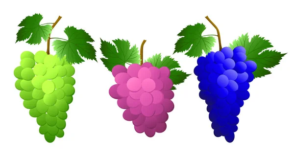 设置蓝色 粉红色的葡萄束浆果和叶子 适用于自然或健康的维生素食品设计 矢量说明 — 图库矢量图片