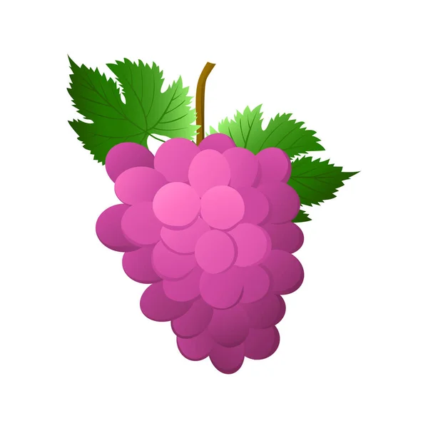 粉红色或紫色的葡萄束与浆果和叶子隔离在白色的背景 适用于自然或健康的维生素食品设计 矢量说明 — 图库矢量图片