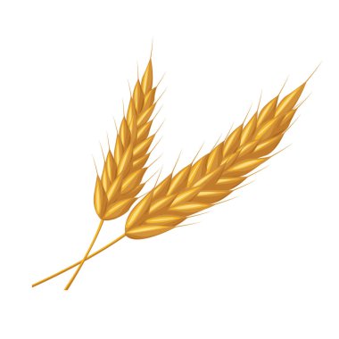 Mısır gevreği, yulaf ve arpa kulaklı dikenler. Bira, ekmek ve un paketleme için. Sağlıklı doğal tarım besinleri için semboller, tüm organik dikenler beyaz üzerinde elementler.