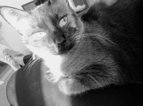 灰白色绒毛小猫 坐在沙发上 — 图库照片