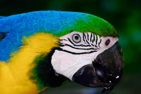 아름다운 색깔의 앵무새 가까이 파란색 황금색의 금강앵무 — 스톡 사진