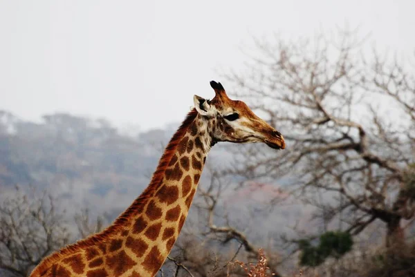 Giraffe Wild — Stock Photo, Image