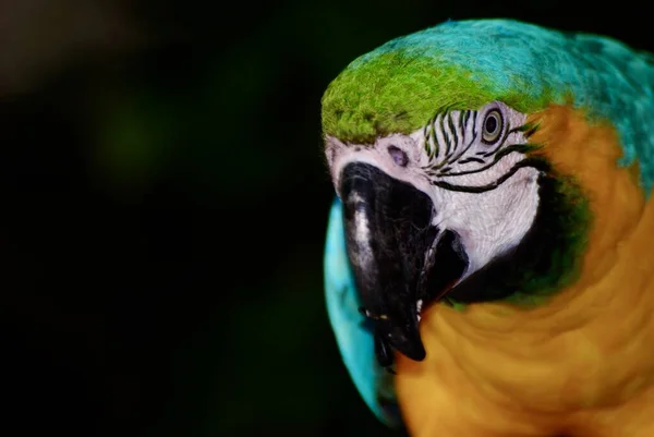 Blue Gold Macaw — Stock Photo, Image