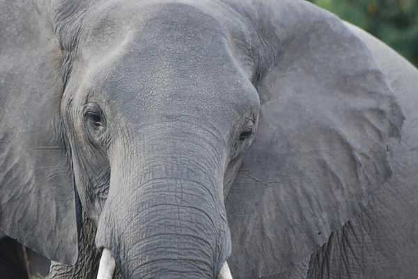 Egy Közeli Elefánt — Stock Fotó