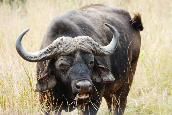 Afrikanischer Büffel Der Savanne — Stockfoto