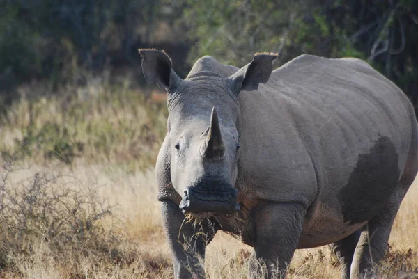 Белый Носорог Смотрящий Камеру — стоковое фото
